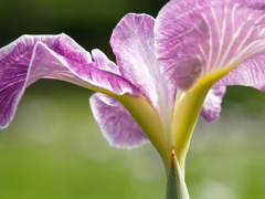 花菖蒲の見方③