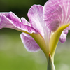 花菖蒲の見方③