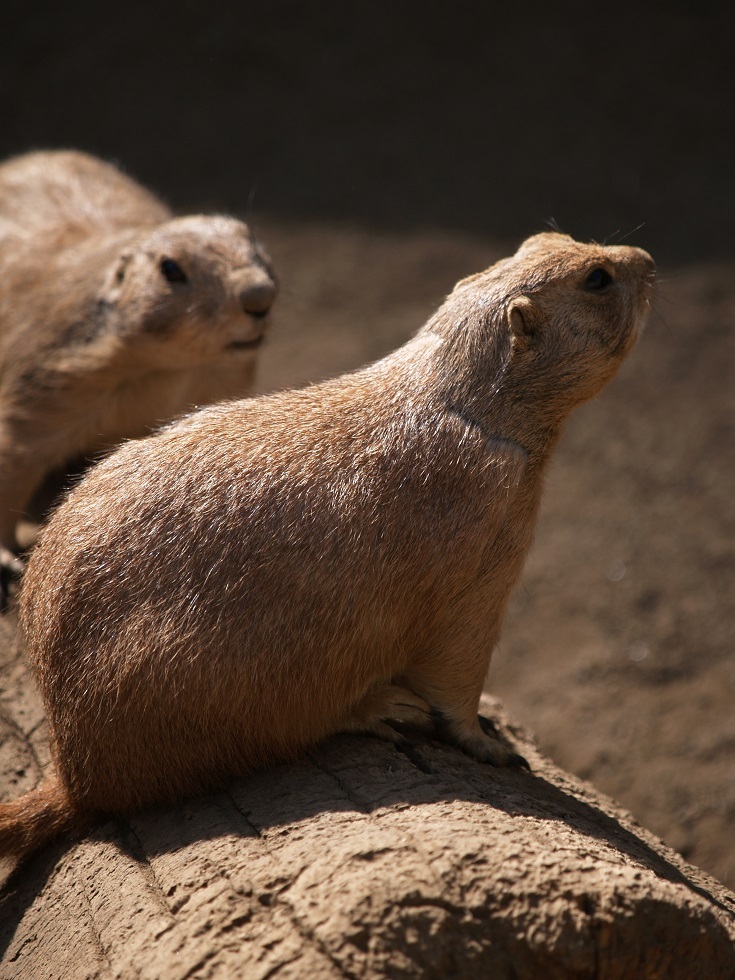 動物公園の光④
