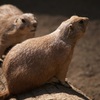 動物公園の光④