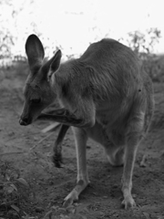 前足ペロペロ③