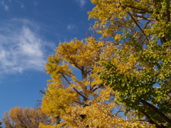 昭和記念公園②