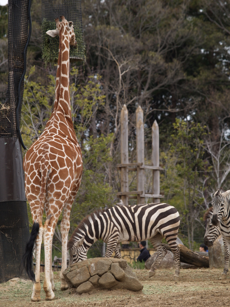 振り返り動物園⑪