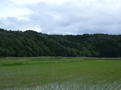 画素数とシャープネス13M①