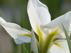 花菖蒲の季節⑤