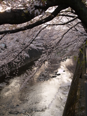 市街地の桜⑪
