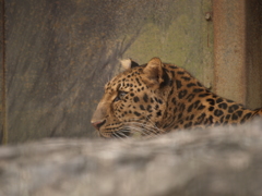 振り返り動物園⑦