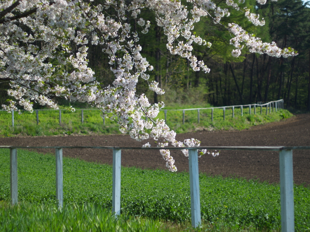 小岩井農場　柵例②