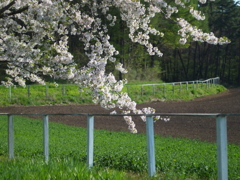 小岩井農場　柵例②