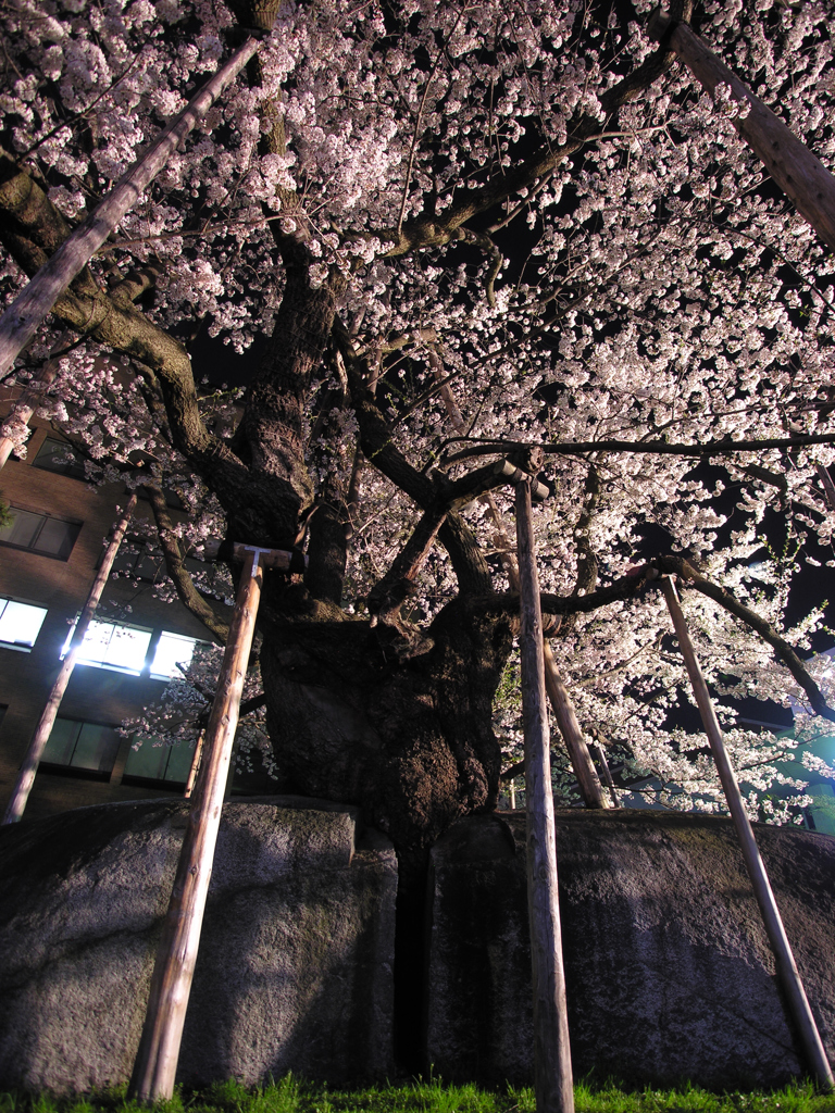 iso50夜桜②