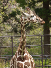 動物園に行こう⑥