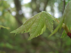 新緑の森④