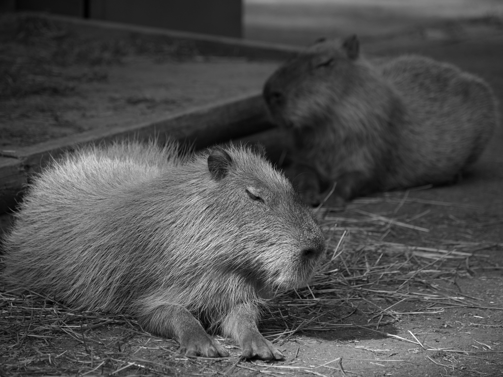 モノクロームなLife②