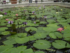 深大寺と神代植物公園⑦