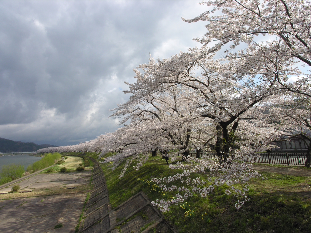 ギャラリー桜⑰