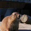 動物園散歩④