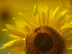 写真の光を、①