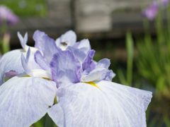晴天下の花菖蒲②