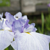 晴天下の花菖蒲②
