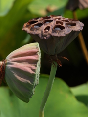 夏の終わりに④