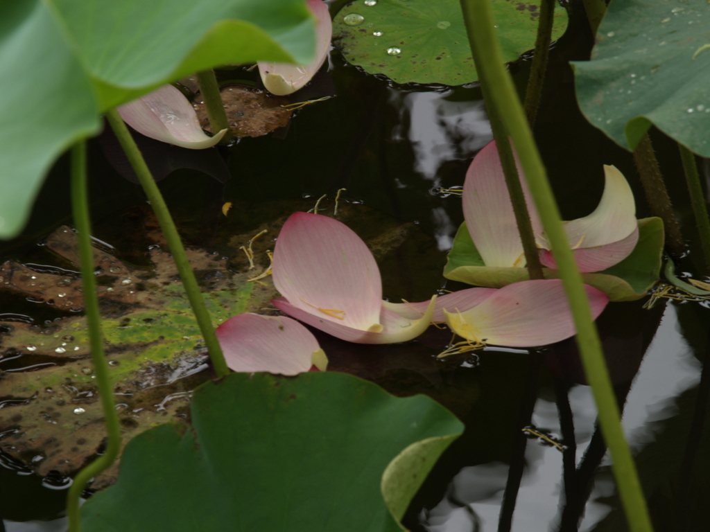 夏の終わりに②