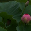蓮の緑②