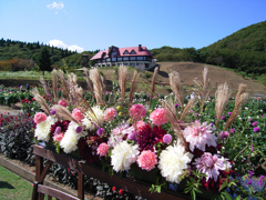 秋晴れ「秋田国際ダリア園」① 秋晴れ「秋田国際ダリア園」①