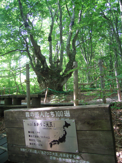 鳥海山で森林浴①