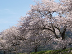 ギャラリー桜④