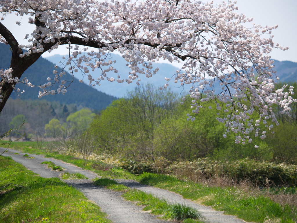 ギャラリー桜①