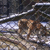 デジタル動物園