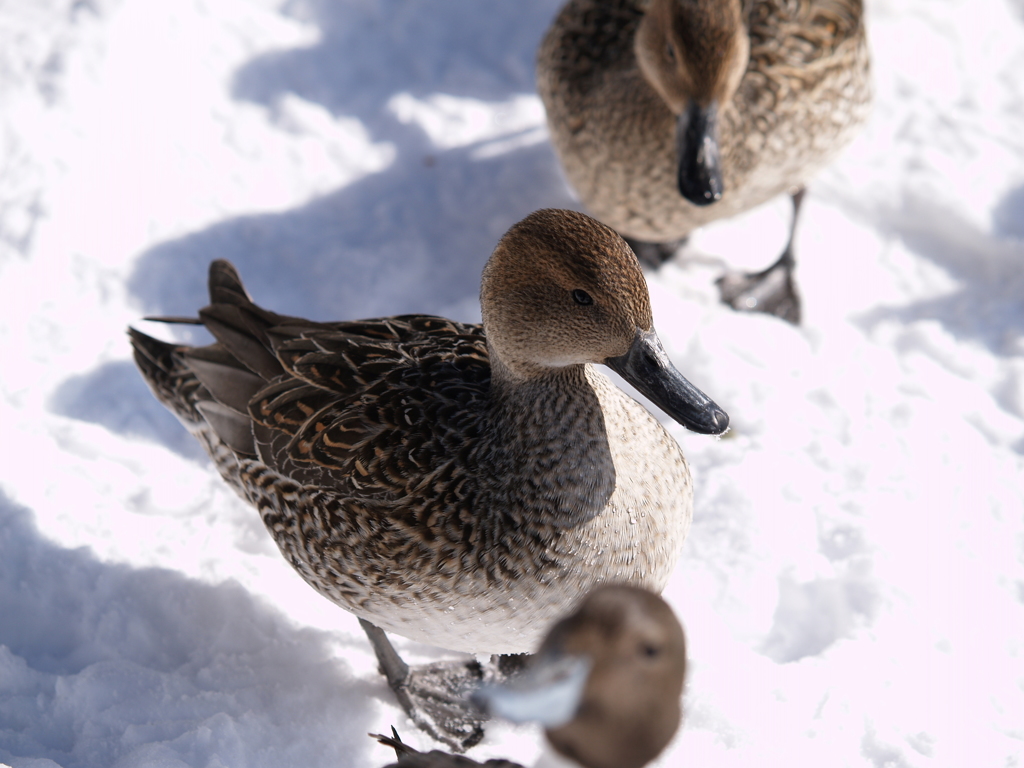 光・白は汚れない④