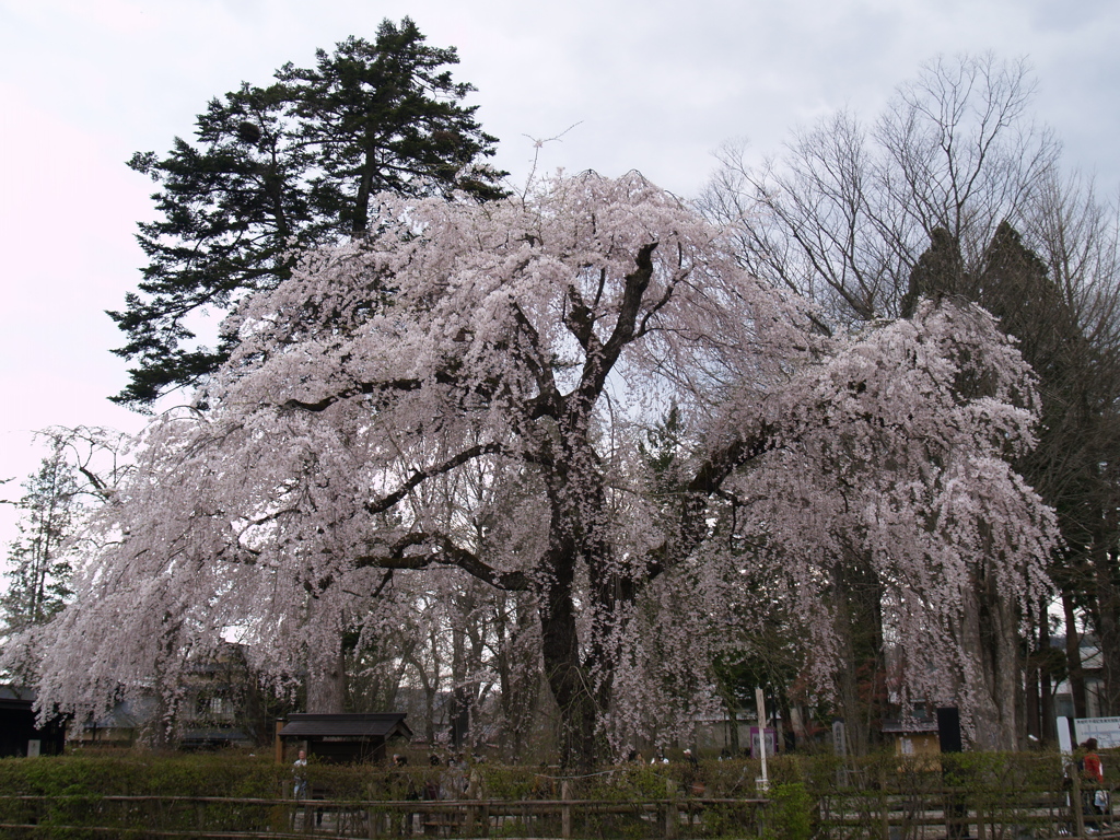 桜のまち角館⑦