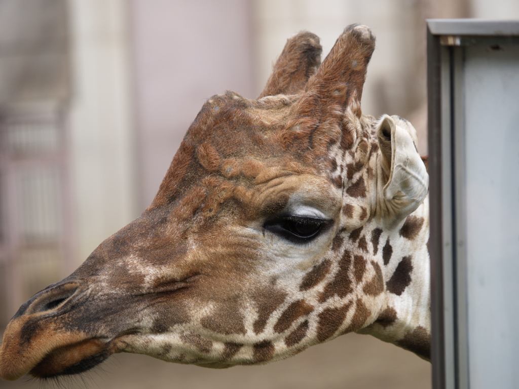 動物公園⑬