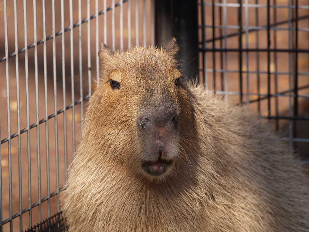 動物は動物らしく