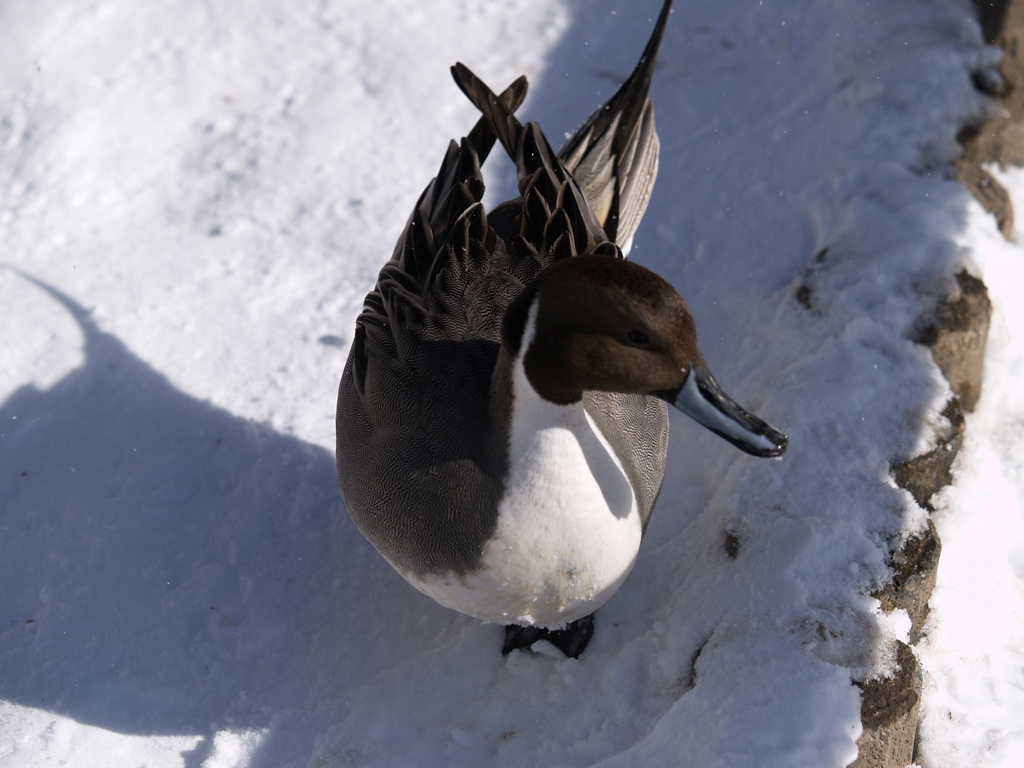 光・白は汚れない②
