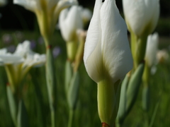花菖蒲の季節⑥