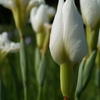 花菖蒲の季節⑥
