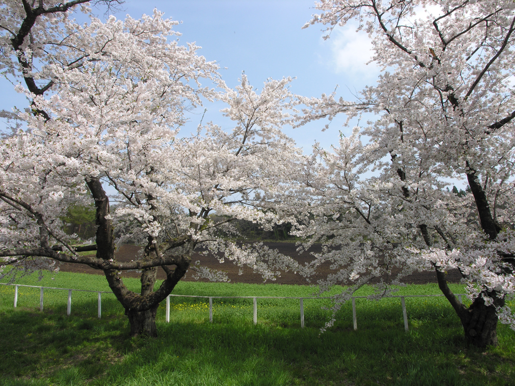 小岩井農場の緑 ②