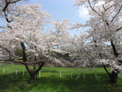 小岩井農場の緑 ②