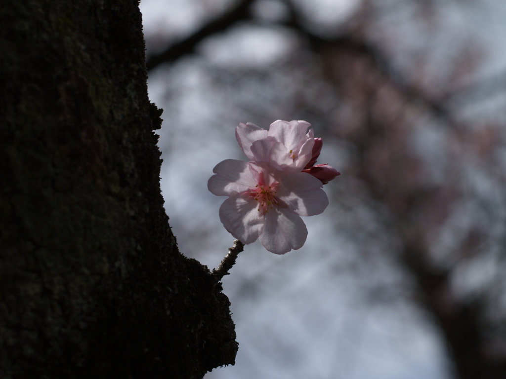 胴桜　ギャラリー用