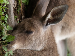 二次元じゃないカンガルー