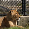 動物園に行こう⑩