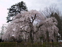 角館桜　ギャラリー用