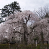 角館桜　ギャラリー用