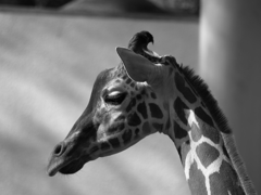 モノクロ動物園④
