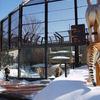 秋田_雪の動物園⑩