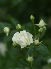 生花