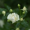 生花