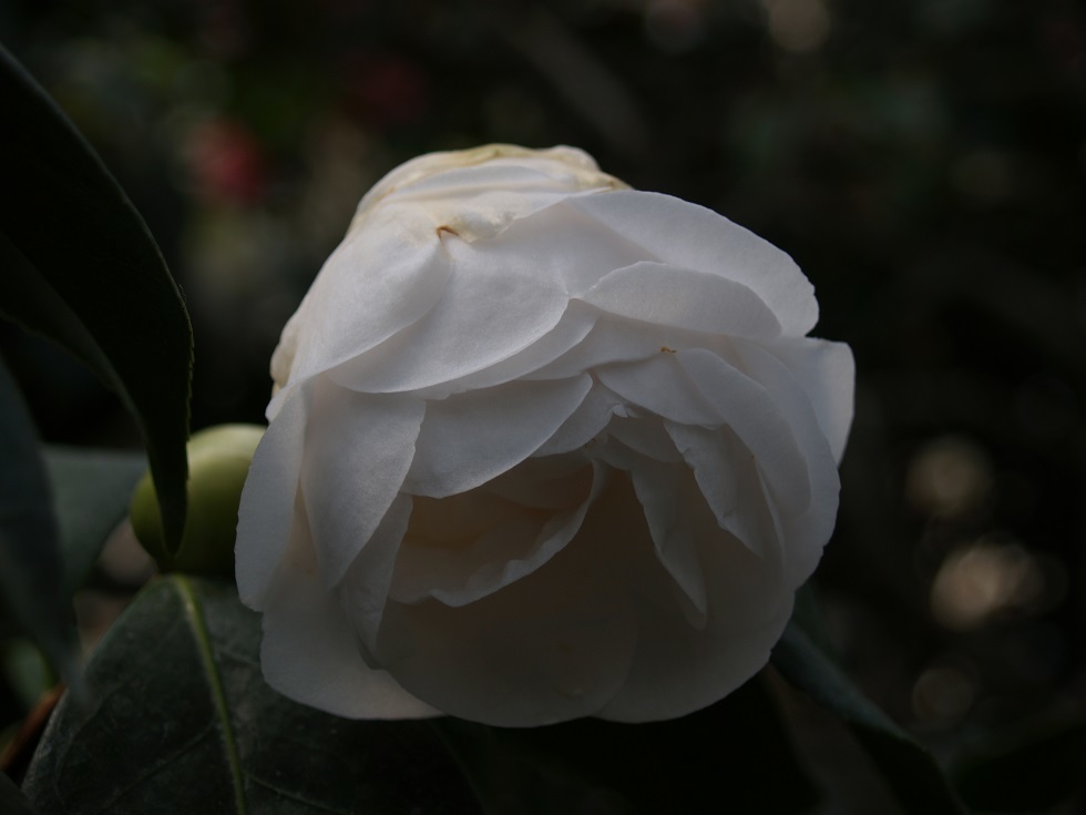優しい光(White)①